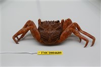 藏品(細紋方蟹)的圖片